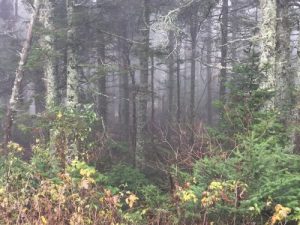 Atmosphère macabre (crédit photo Phrenssynnes)