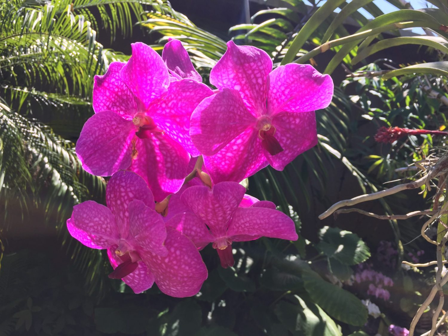 Orchidées (crédit photo Phrenssynnes)