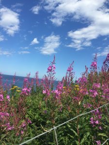 Fleurs de la Gaspésie (crédit photo Phrenssynnes)