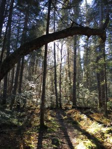 Lumière dans les bois de Stoneham (crédit photo Phrenssynnes)
