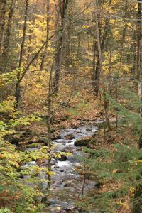 Ruisseau l'automne à Stoneham (crédit photo Phrenssynnes)