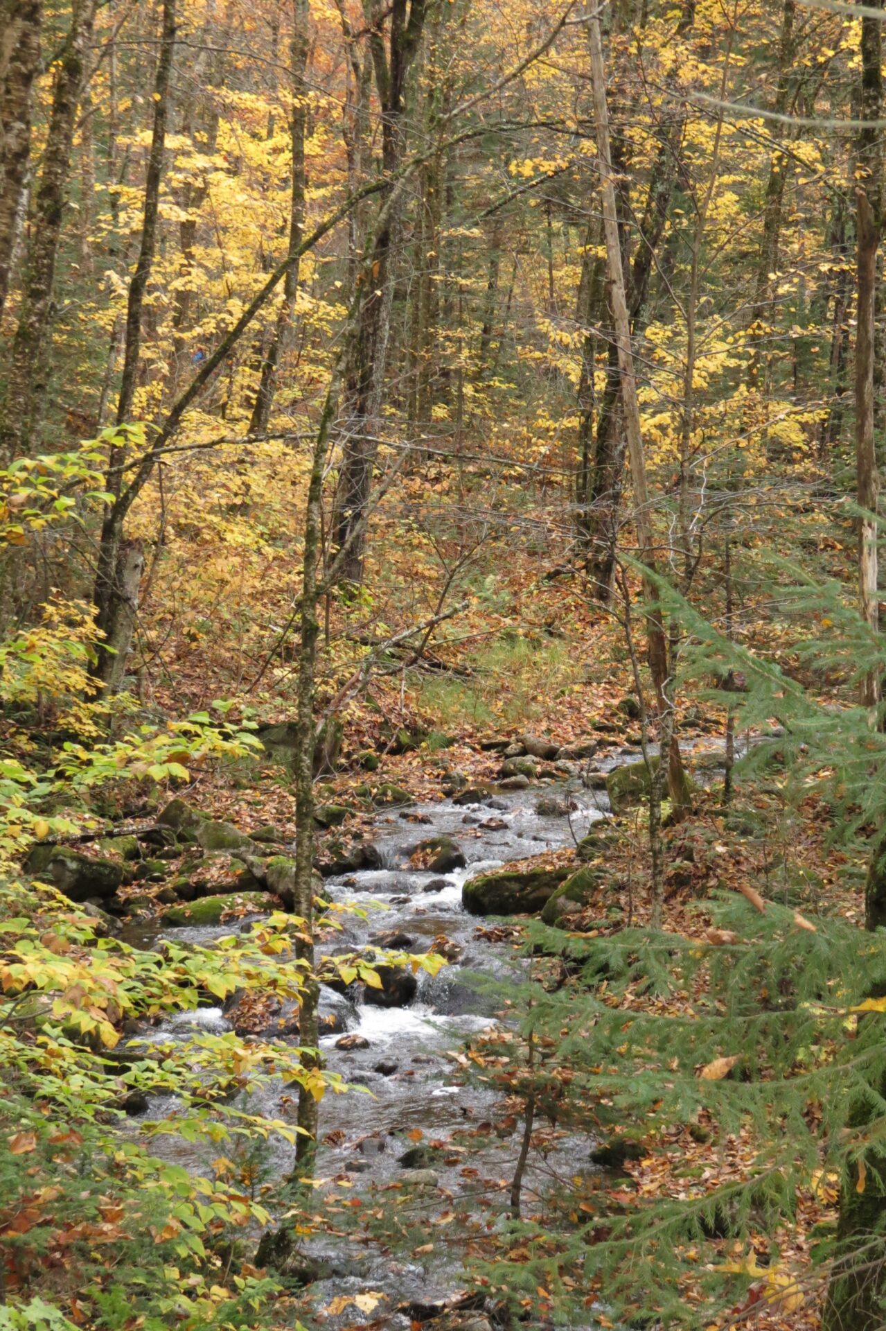 Ruisseau l'automne à Stoneham (crédit photo Phrenssynnes)