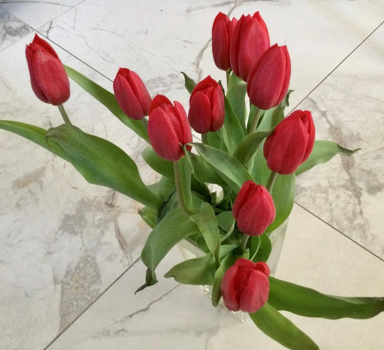 Tulipes (crédit photo Phrenssynnes)