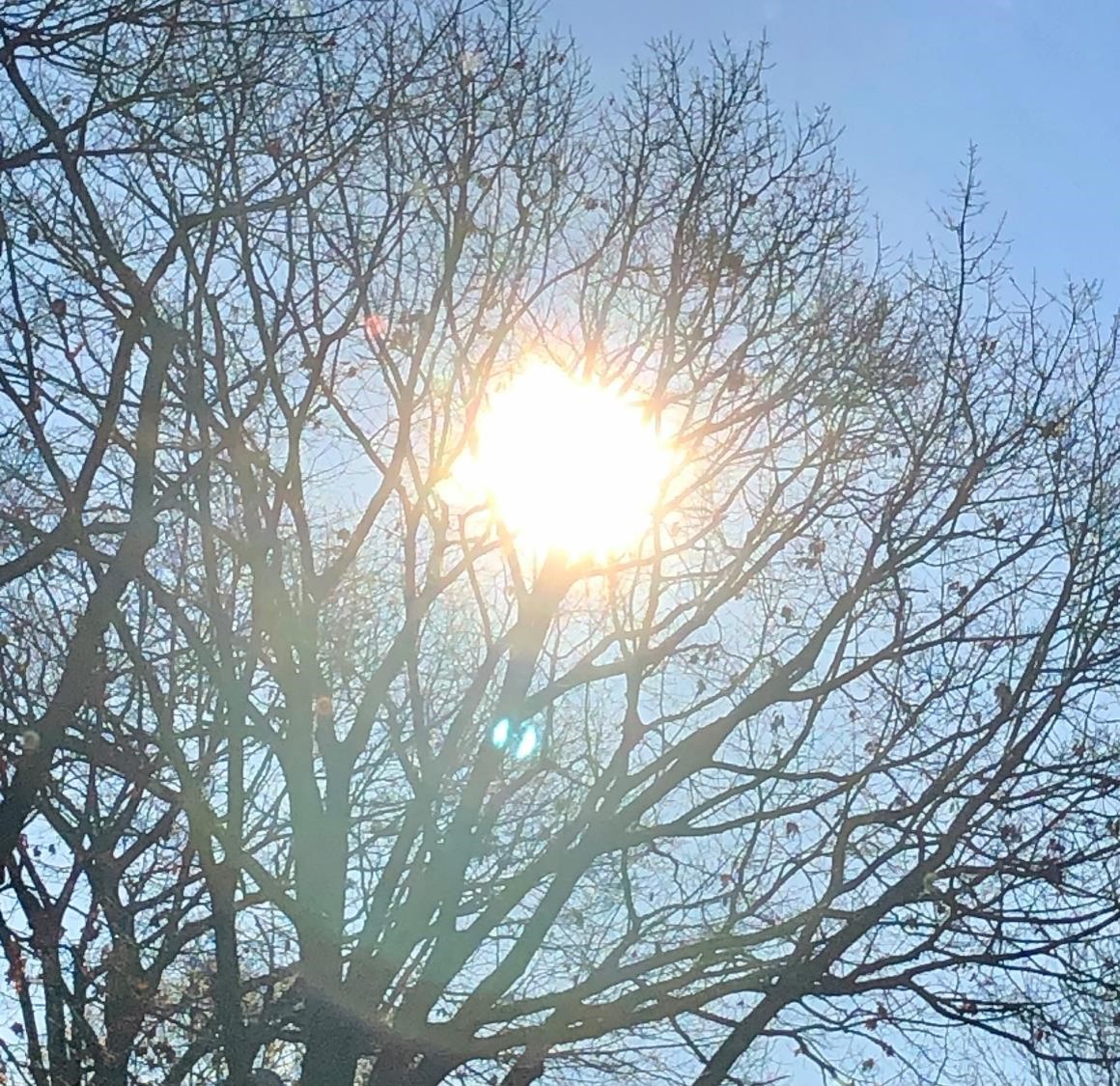 Soleil à travers les branches (crédit photo Phrenssynnes)