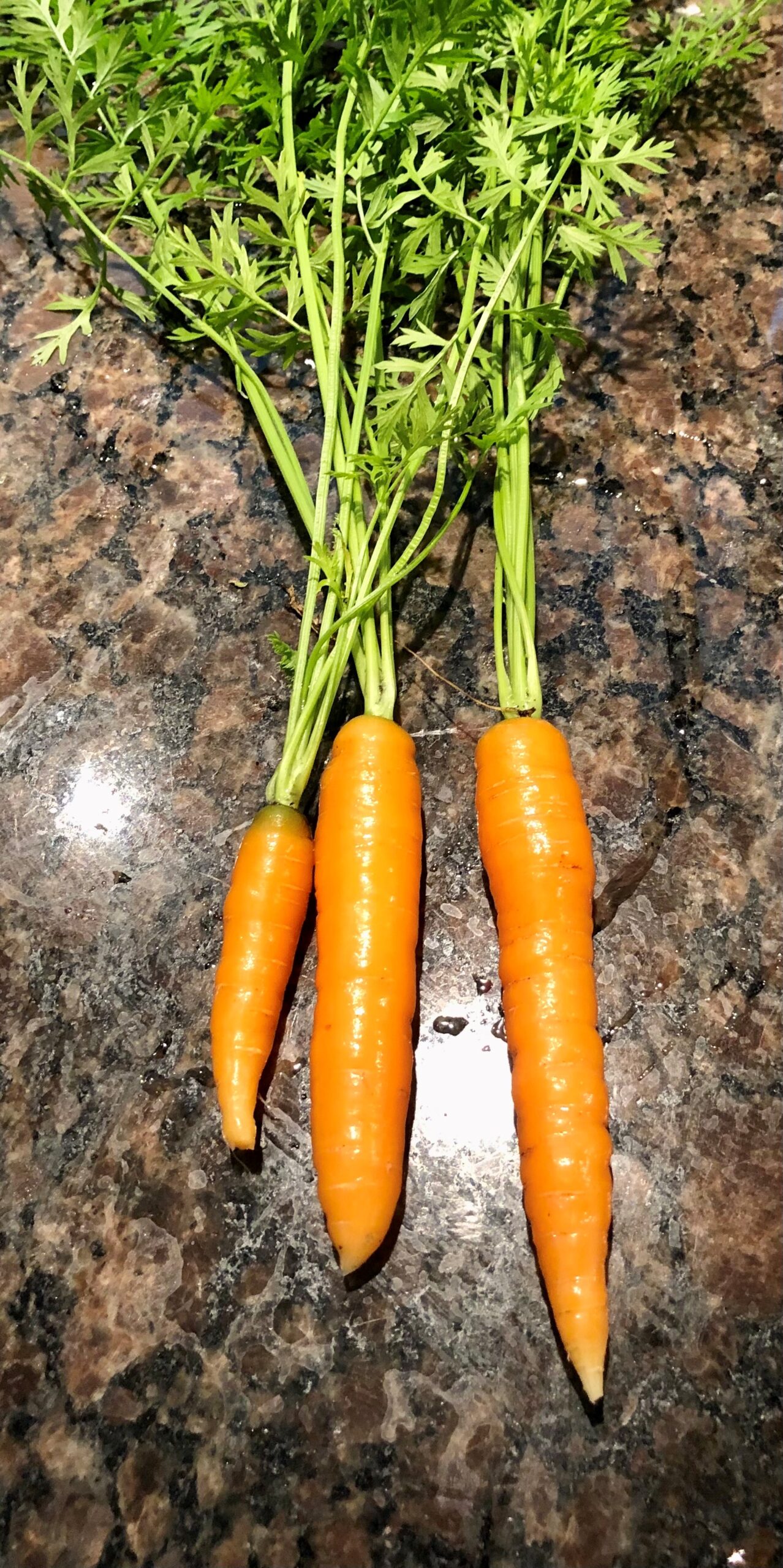 Carottes nantaises (crédit photo Phrenssynnes)