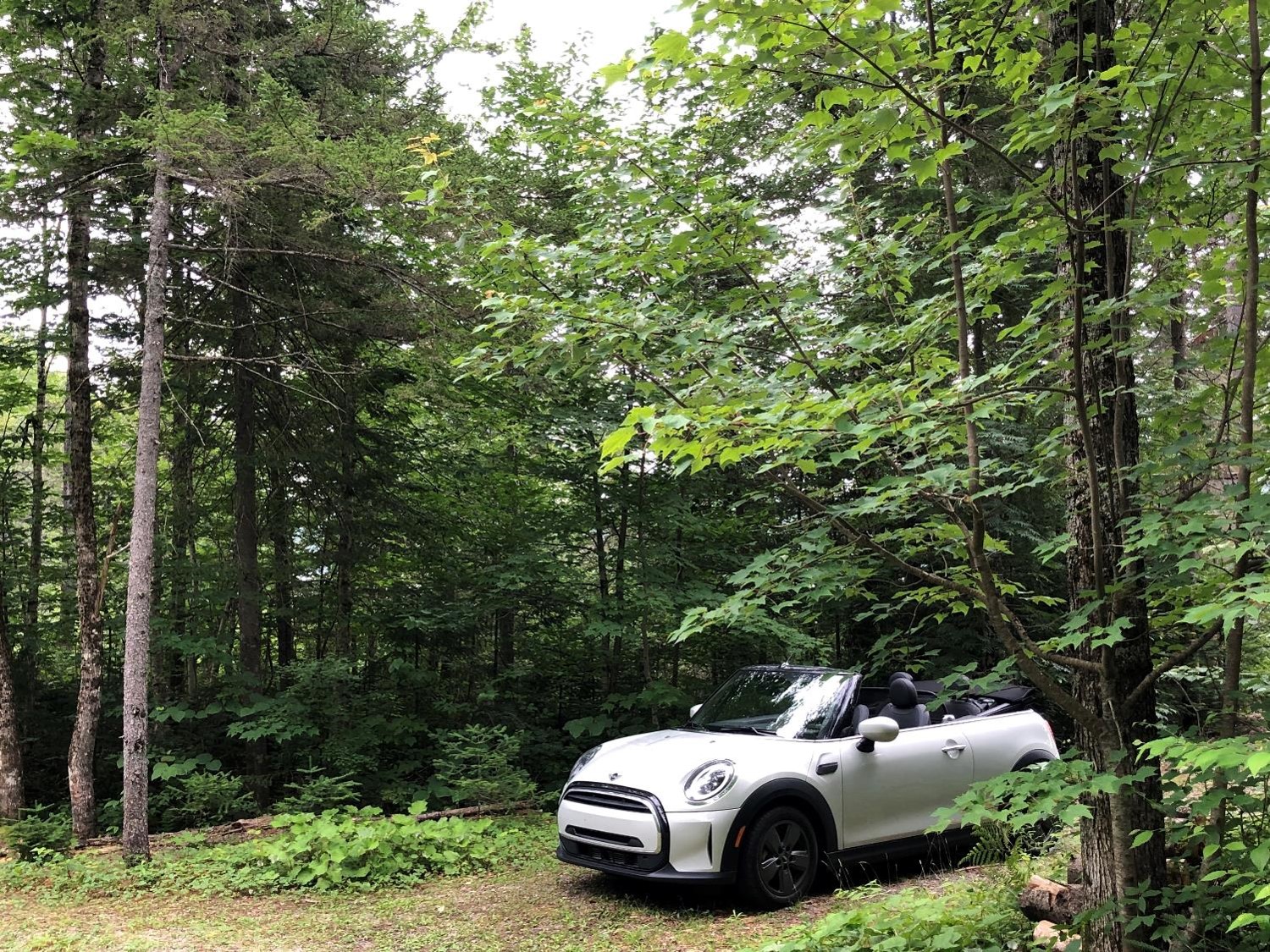 La mini Cooper dans les bois (Crédit photo Phrenssynnes)