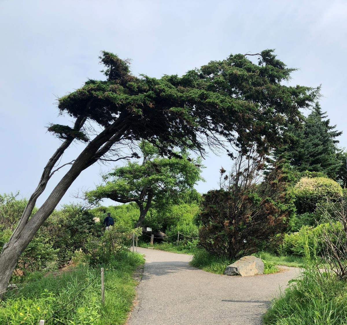 Vieil arbre sur le Marginal Way, Ogunquit (crédit photo Phrenssynnes)
