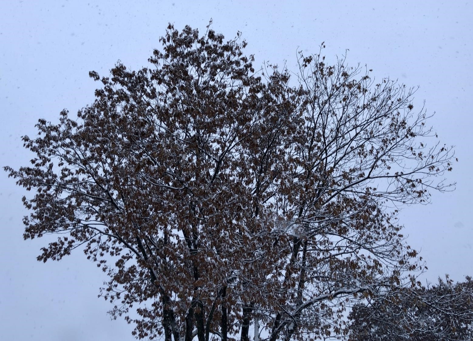 Chêne avec ses feuilles (crédit photo Phrenssynnes)