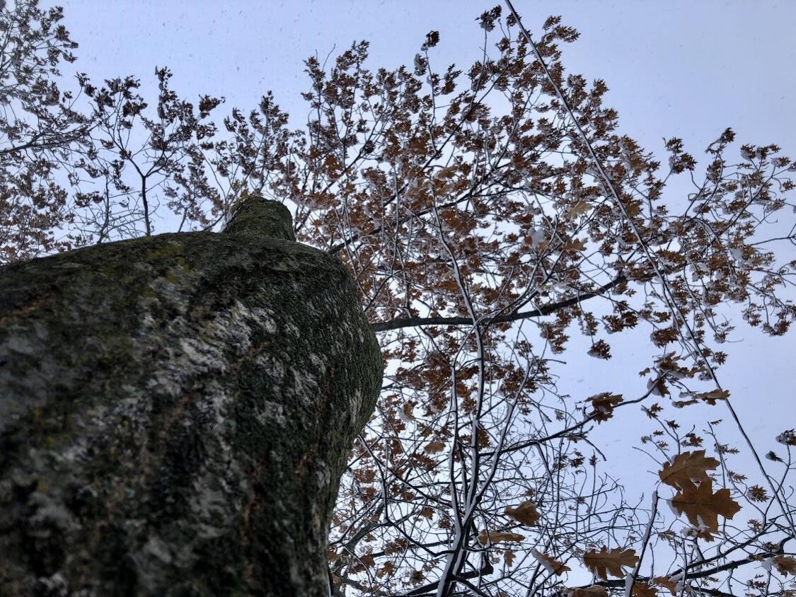 Vue vers le ciel (crédit photo Phrenssynnes)