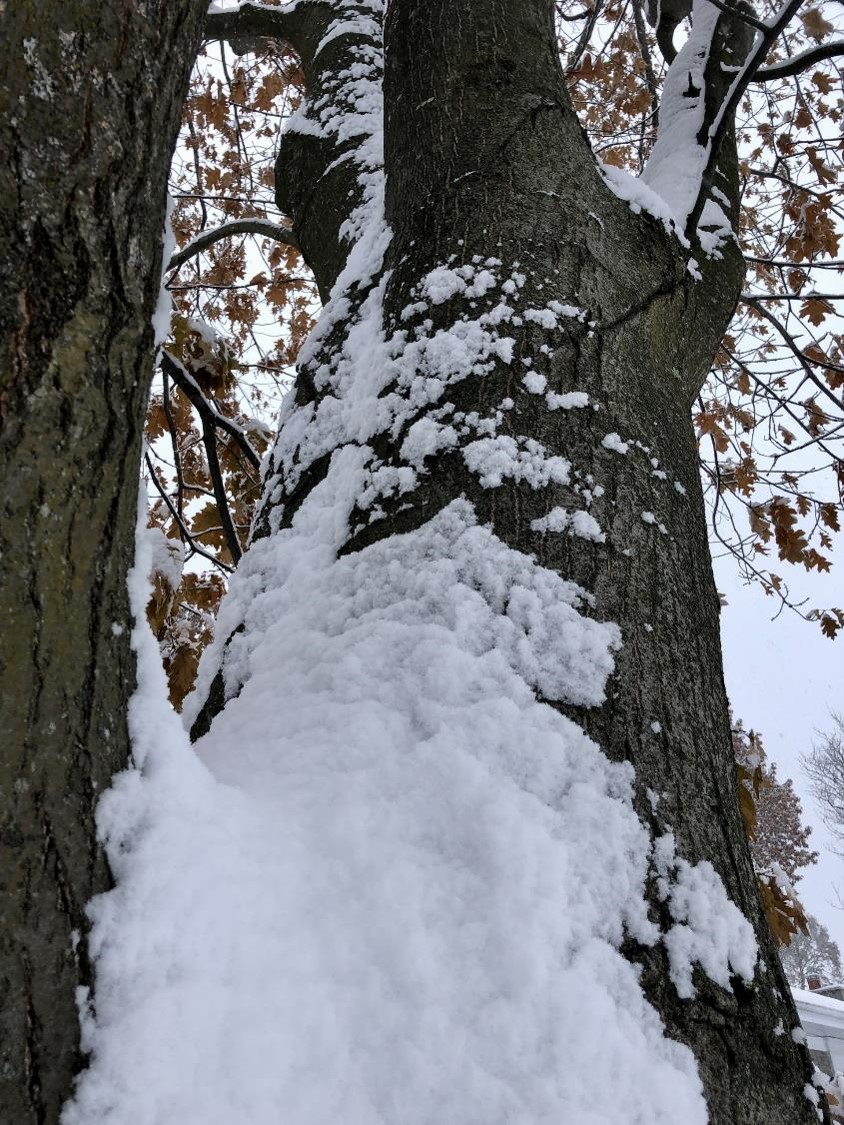 Linceul de neige (crédit photo Phrenssynnes)