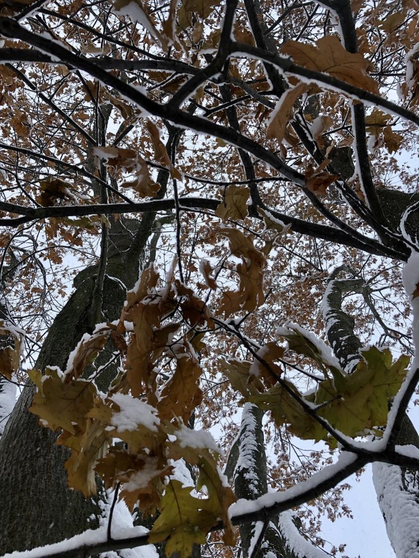 Neige, chêne et ses feuilles (crédit photo Phrenssynnes)