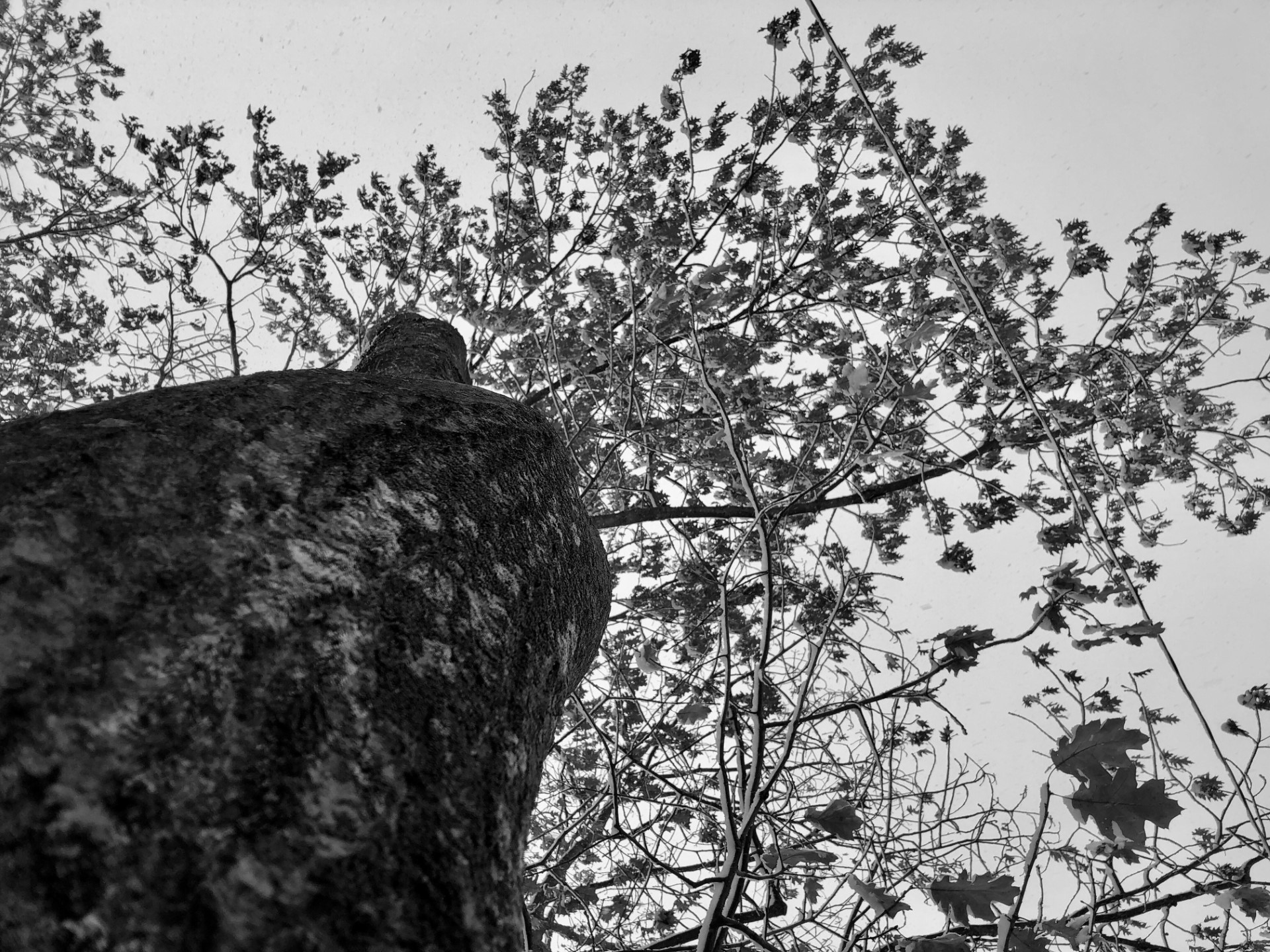 Vue vers le ciel en noir et blanc (crédit photo Phrenssynnes)