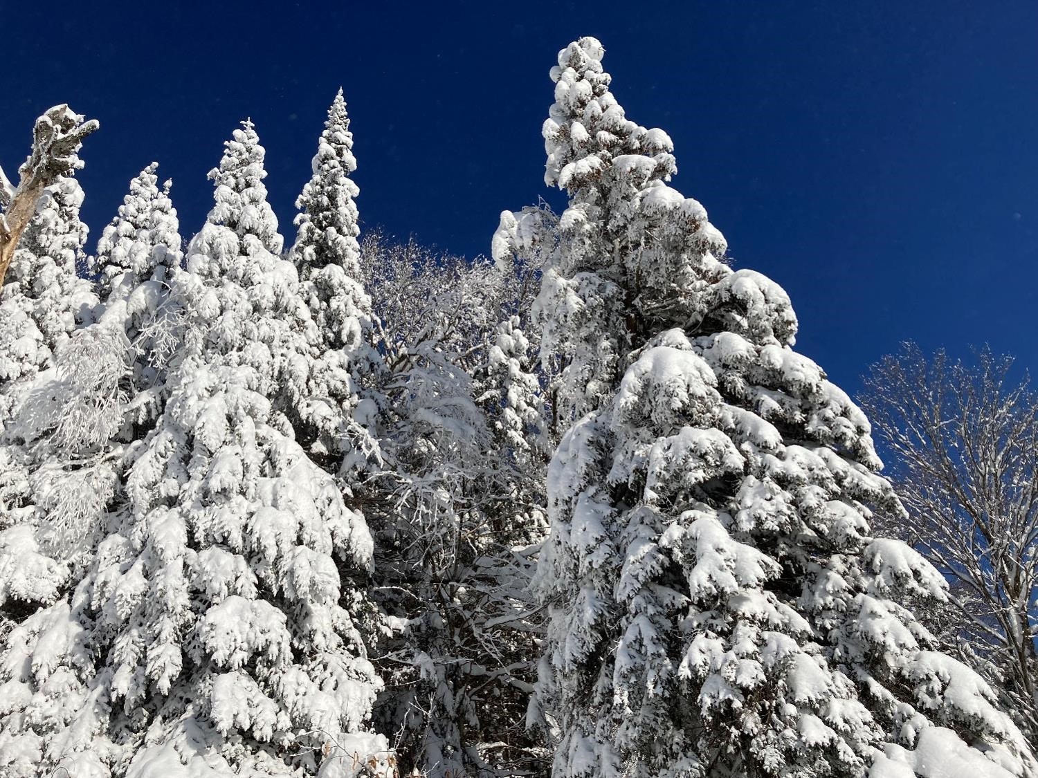 Sapin enneigé (crédit photo Lhom)