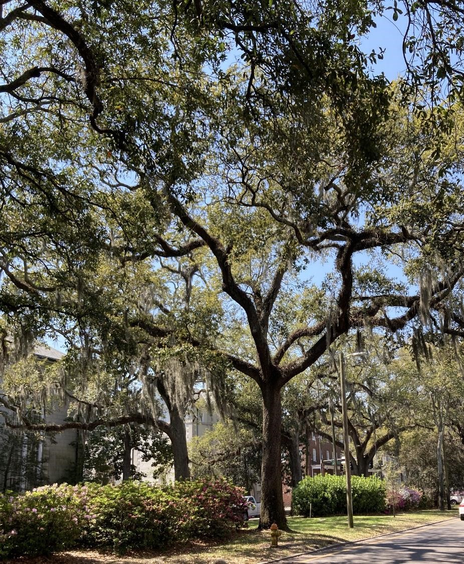 Les arbres à Savannah (crédit photo Phrenssynnes)