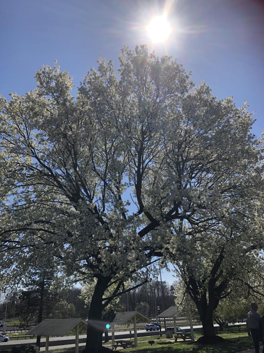 Les arbres en fleurs et le soleil (crédit photo Phrenssynnes)