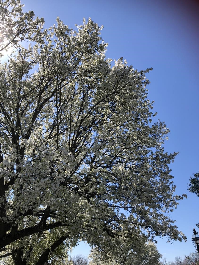 Fleurs blanches du printemps (crédit photo Phrenssynnes)