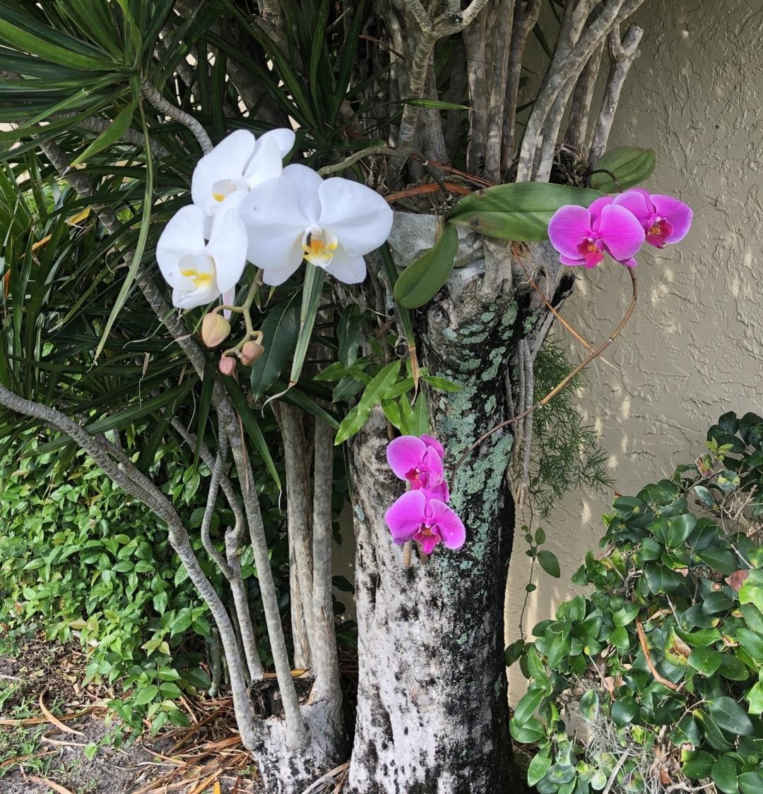 Des orchidées (crédit photo Phrenssynnes)