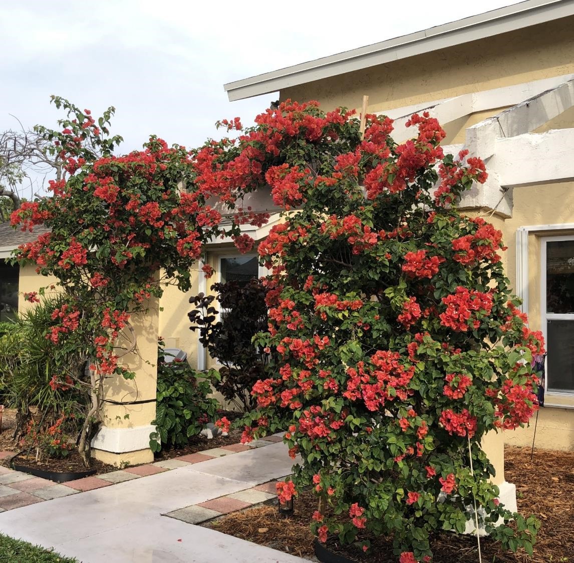 Les fleurs de la Floride (crédit photo Phrenssynnes)