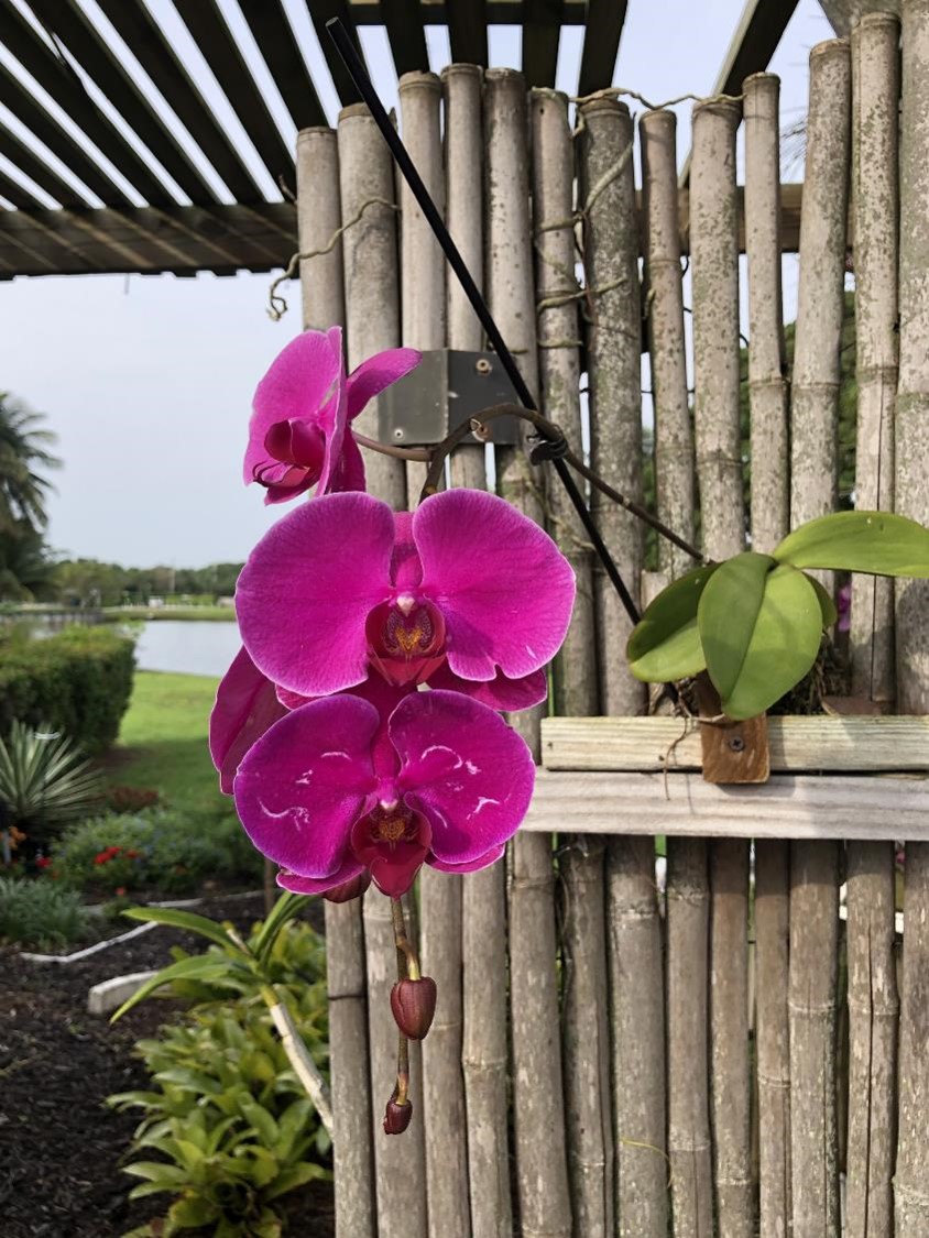 Un jardin d'orchidées (crédit photo Phrenssynnes)
