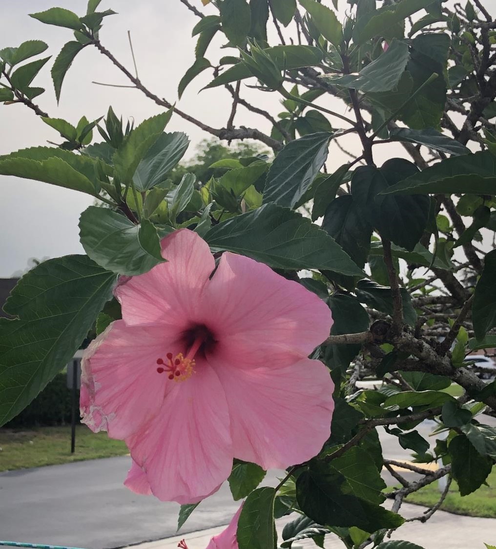 Fleur d'Hibiscus (crédit photo Phrenssynnes)