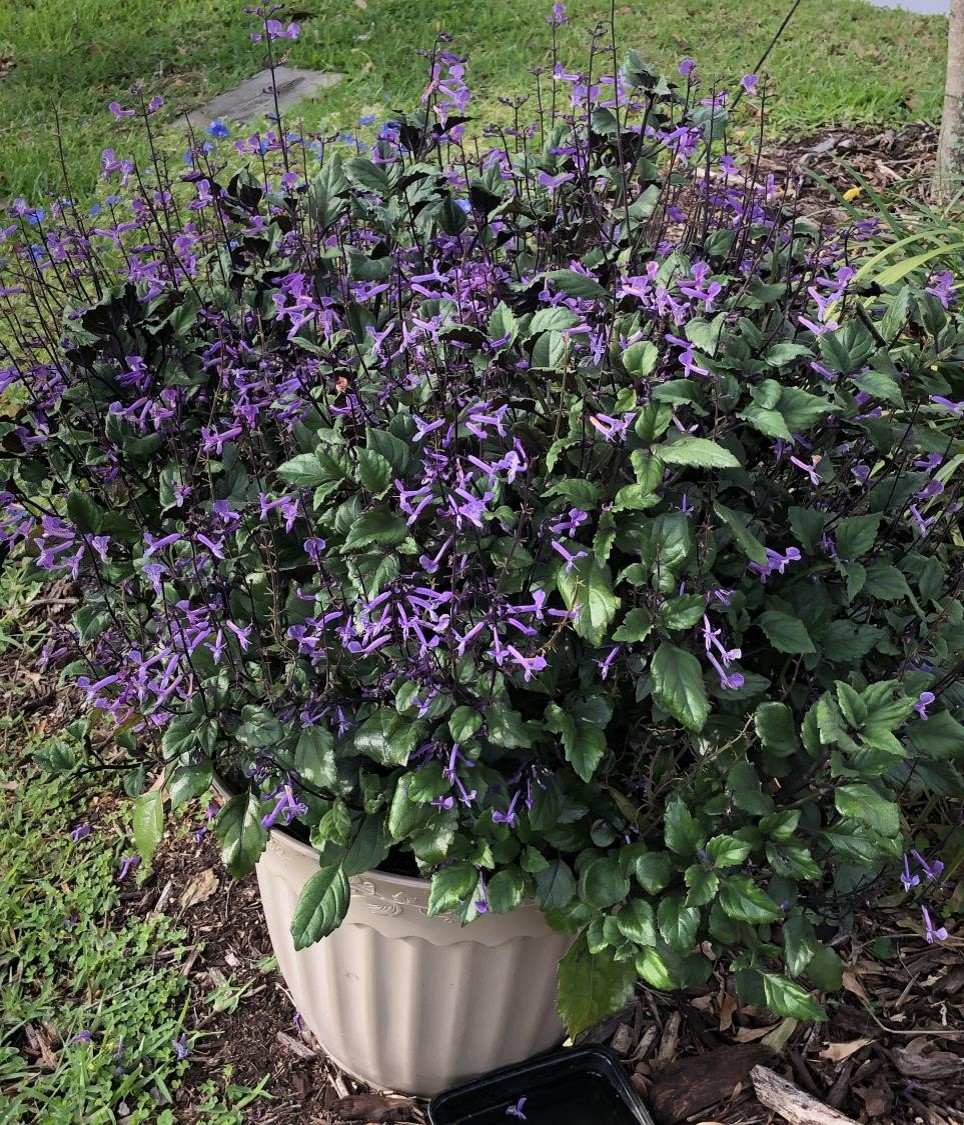 Fleurs mauves (crédit photo Phrenssynnes)