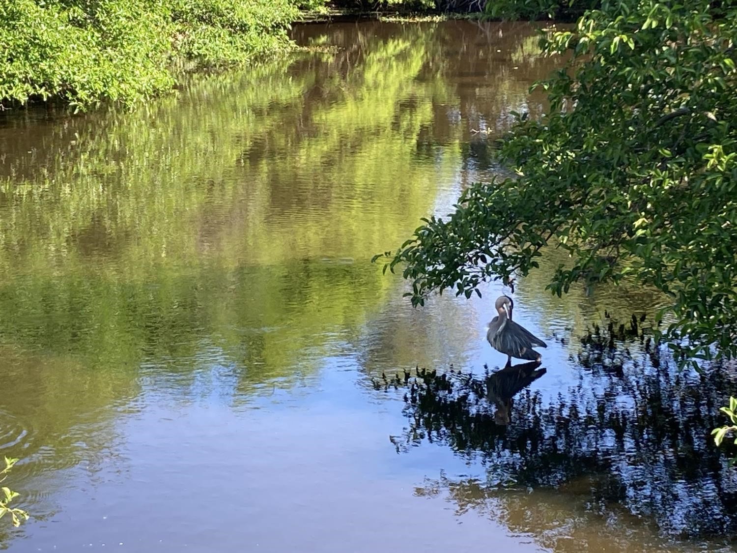 Observation d'un oiseau (crédit photo Phrenssynnes)