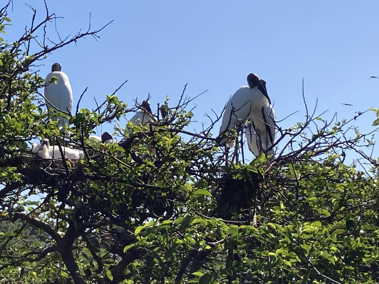 Des oiseaux blancs (crédit photo Phrenssynnes)