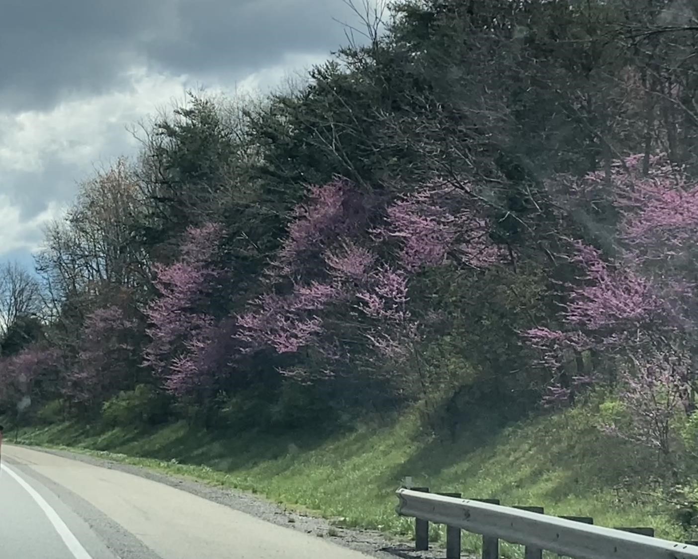 Fleurs printanières sur la route (crédit photo Phrenssynnes)