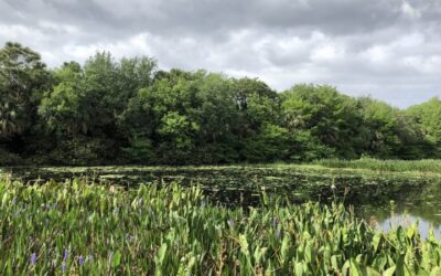 Observation de la faune locale en Floride