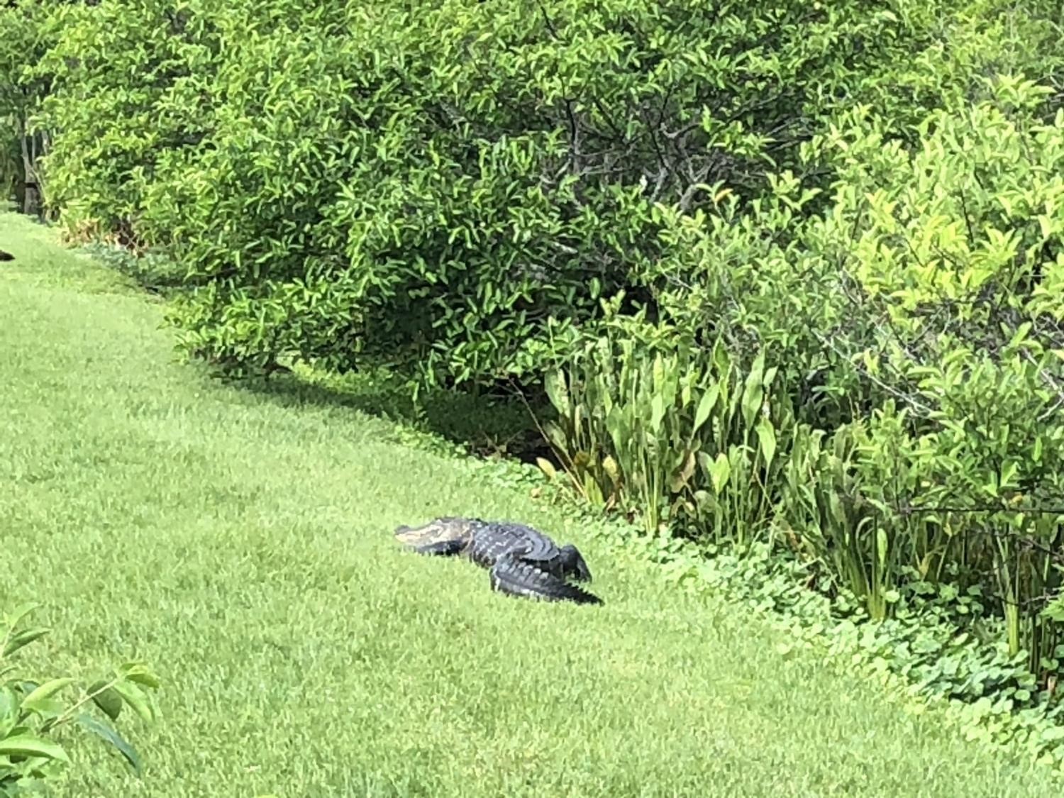 Zoom sur l'alligator (crédit photo Phrenssynnes)