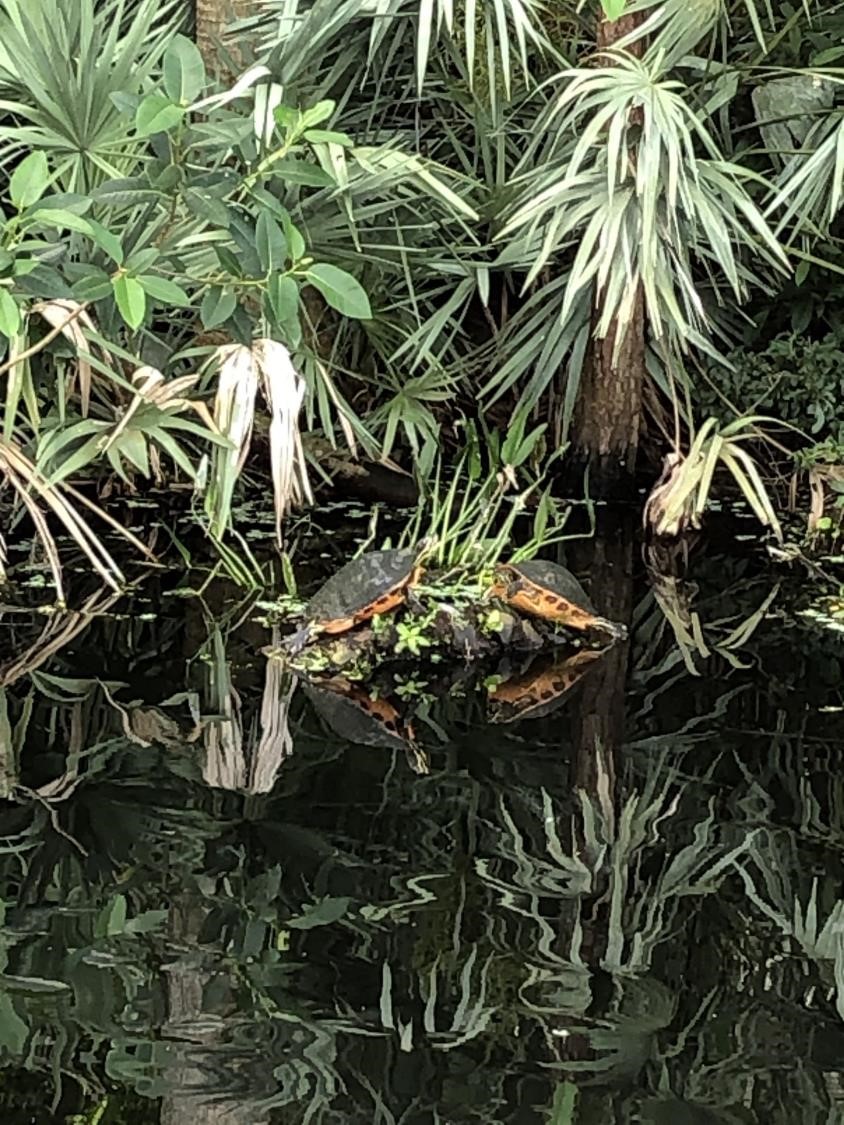 Deux tortues (crédit photo Phrenssynnes)