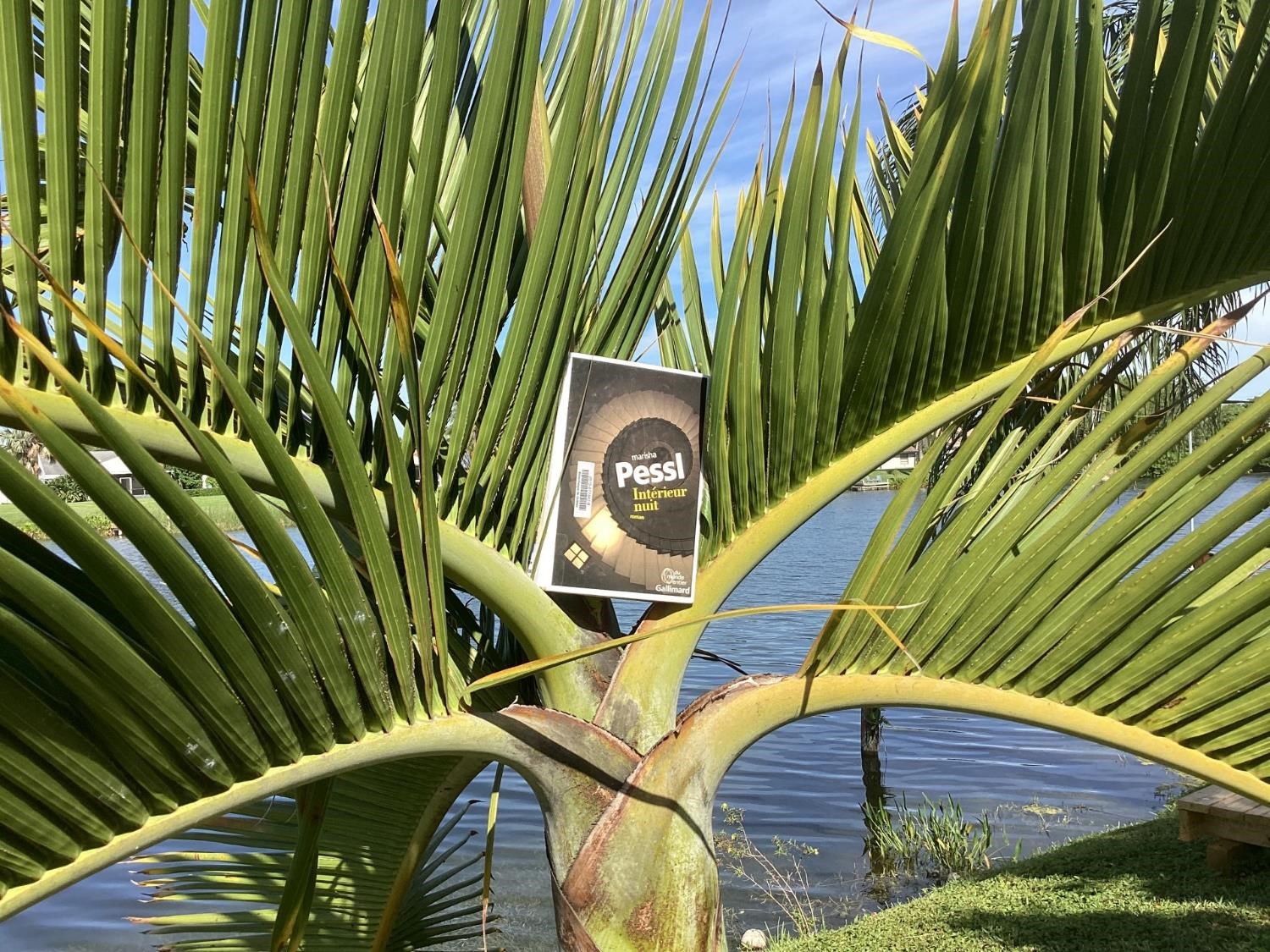 Livre de Marisha Pessl sur un palmier (crédit photo Phrenssynnes)