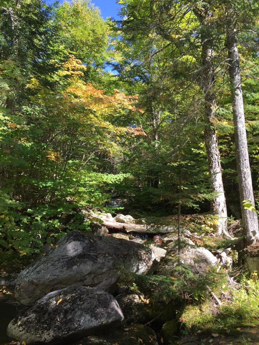 Boisé l'été à Stoneham (crédit photo Phrenssynnes)