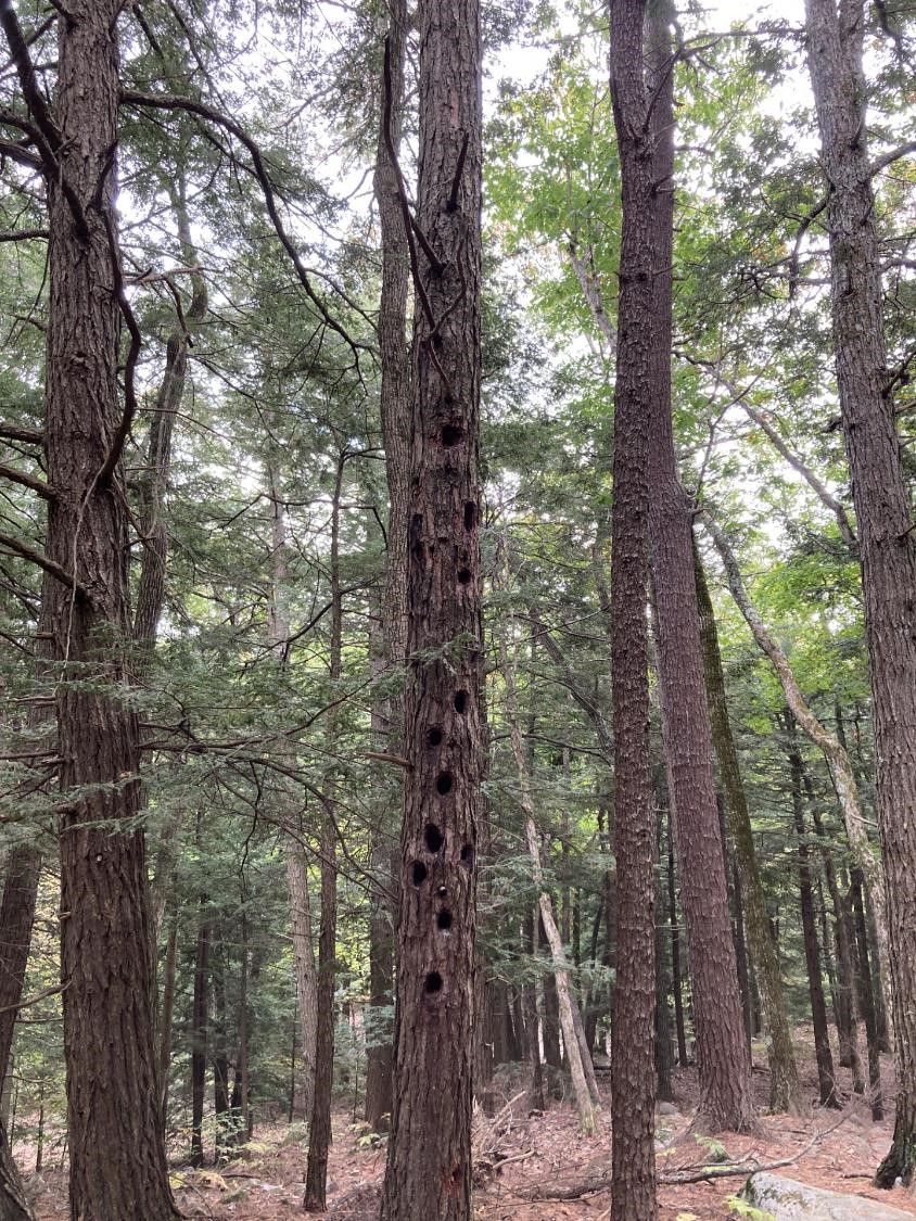 Forêt de pins (crédit photo Lhom)