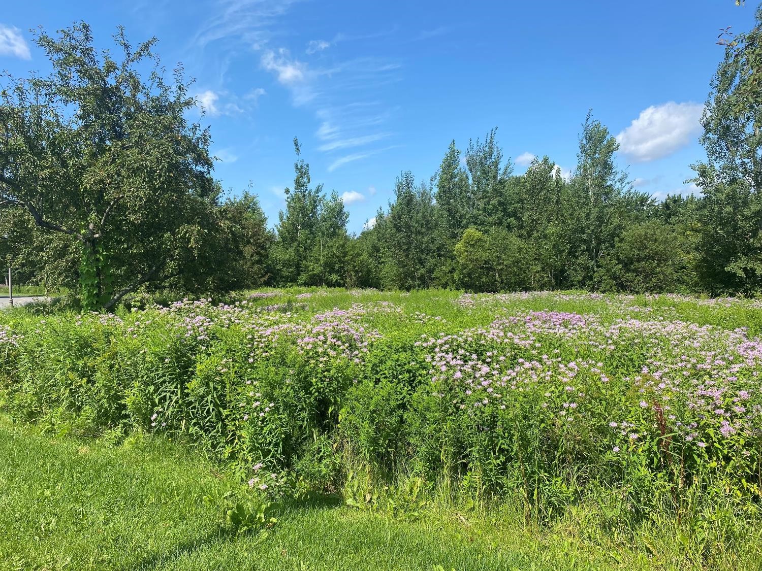Fleurs sauvages à Québec (crédit photo Phrenssynnes)